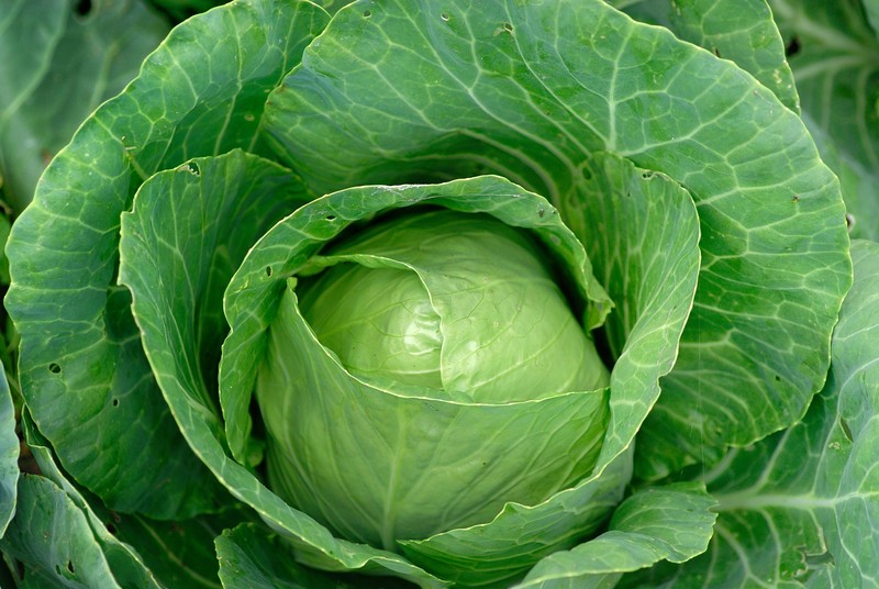 St. Patrick’s Day Cabbage Recipes