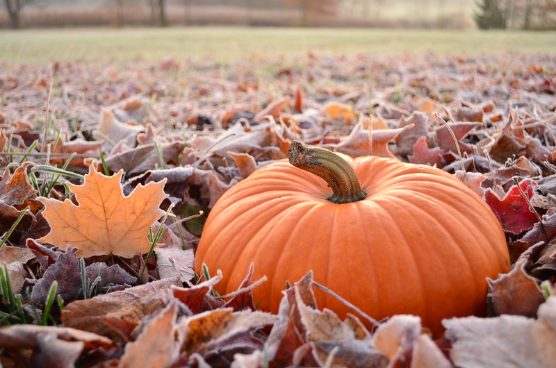 Pumpkins: Not Just for Carving