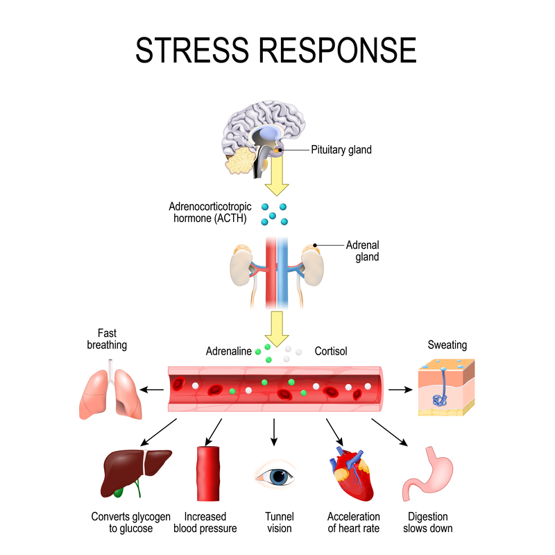 A Functional Medicine Guide to Adrenal Fatigue - Aligned Modern Health