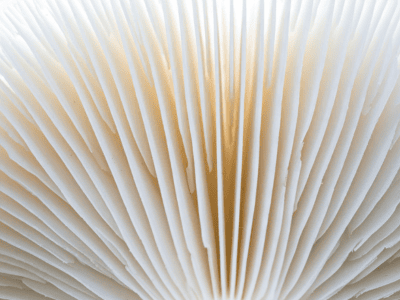 Licensed acupuncturist performing acupuncture on a patient to relieve pain and stress at Aligned Modern Health.